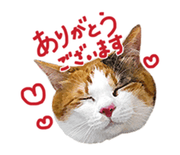 Calico cat Rin-chan sticker #14778806