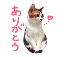 Calico cat Rin-chan sticker #14778807