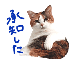Calico cat Rin-chan sticker #14778808