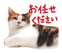 Calico cat Rin-chan sticker #14778809