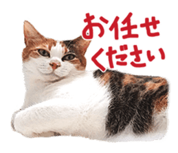 Calico cat Rin-chan sticker #14778809