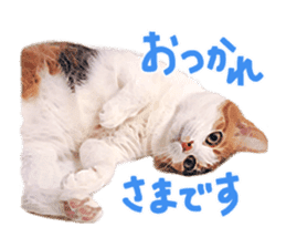 Calico cat Rin-chan sticker #14778810