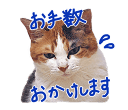 Calico cat Rin-chan sticker #14778811