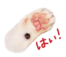 Calico cat Rin-chan sticker #14778812
