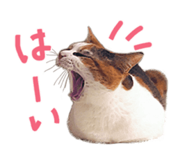 Calico cat Rin-chan sticker #14778813