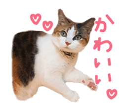 Calico cat Rin-chan sticker #14778814