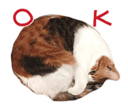 Calico cat Rin-chan sticker #14778815