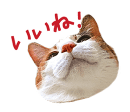 Calico cat Rin-chan sticker #14778818