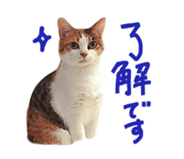 Calico cat Rin-chan sticker #14778819