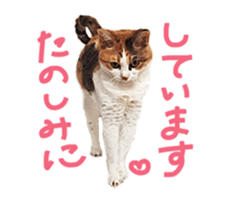 Calico cat Rin-chan sticker #14778820