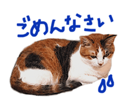 Calico cat Rin-chan sticker #14778821