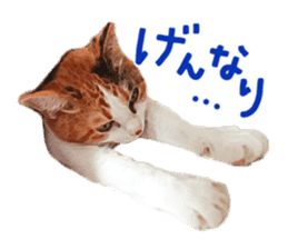 Calico cat Rin-chan sticker #14778822