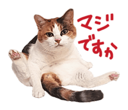 Calico cat Rin-chan sticker #14778823