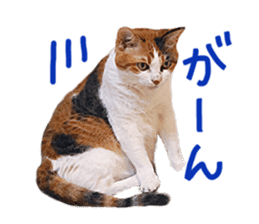 Calico cat Rin-chan sticker #14778824