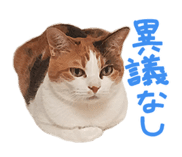 Calico cat Rin-chan sticker #14778825