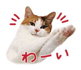Calico cat Rin-chan sticker #14778826