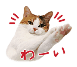 Calico cat Rin-chan sticker #14778826
