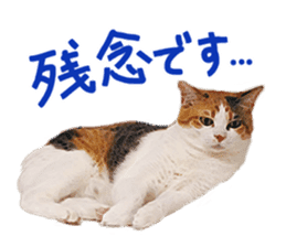 Calico cat Rin-chan sticker #14778827