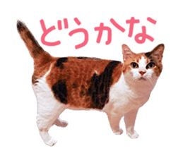 Calico cat Rin-chan sticker #14778828