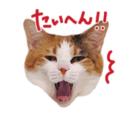Calico cat Rin-chan sticker #14778829