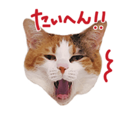 Calico cat Rin-chan sticker #14778829