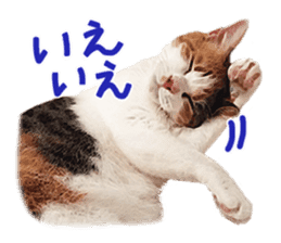Calico cat Rin-chan sticker #14778830