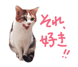 Calico cat Rin-chan sticker #14778831