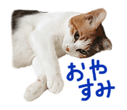 Calico cat Rin-chan sticker #14778832