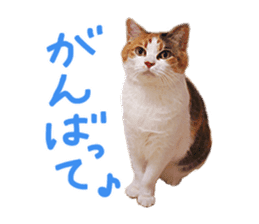 Calico cat Rin-chan sticker #14778833