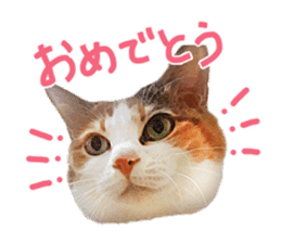 Calico cat Rin-chan sticker #14778834