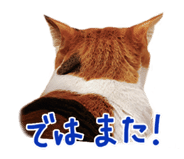 Calico cat Rin-chan sticker #14778835