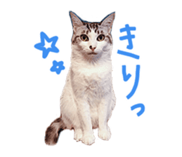 Calico cat Rin-chan sticker #14778836