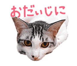 Calico cat Rin-chan sticker #14778837
