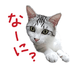 Calico cat Rin-chan sticker #14778838