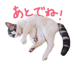 Calico cat Rin-chan sticker #14778839