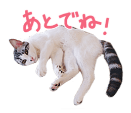 Calico cat Rin-chan sticker #14778839