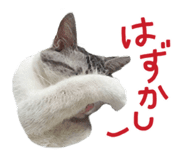 Calico cat Rin-chan sticker #14778840