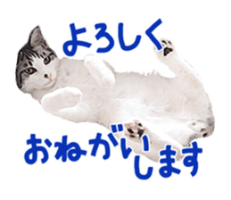 Calico cat Rin-chan sticker #14778841