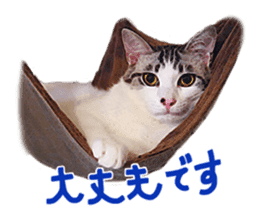 Calico cat Rin-chan sticker #14778842