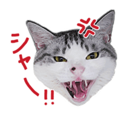 Calico cat Rin-chan sticker #14778843