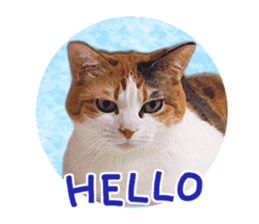 Calico cat Rin-chan sticker #14778844