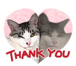 Calico cat Rin-chan sticker #14778845