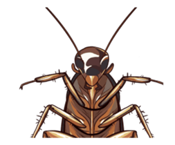 International Cockroach sticker #14779364