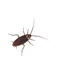 International Cockroach sticker #14779370