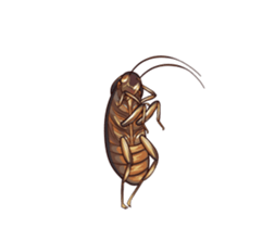 International Cockroach sticker #14779372