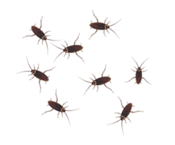 International Cockroach sticker #14779373