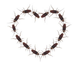 International Cockroach sticker #14779374