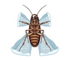 International Cockroach sticker #14779379