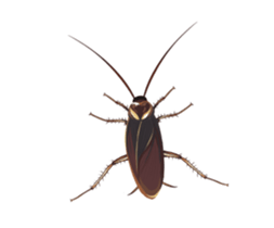 International Cockroach sticker #14779380