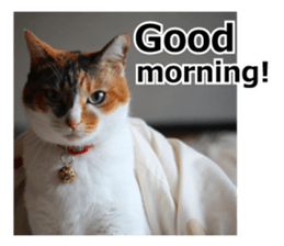 White & Calico cat photo sticker English sticker #14779550